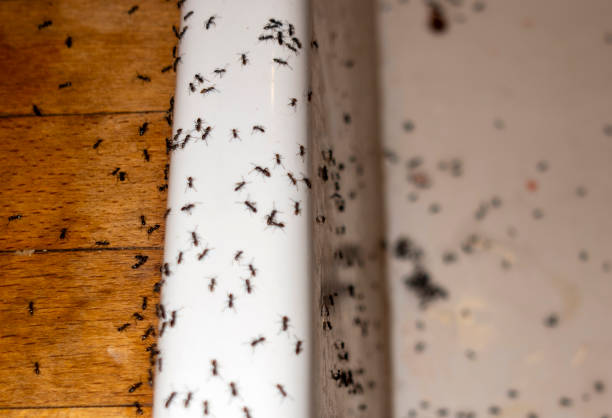 Pest Control for Restaurants in Shoreacres, TX